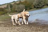 LABRADOR 186